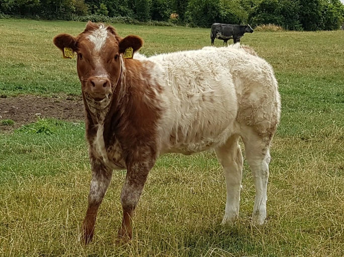 ELDERBERRY GALAHAD Picture 4