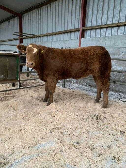 WILODGE JOSKINS Picture 11