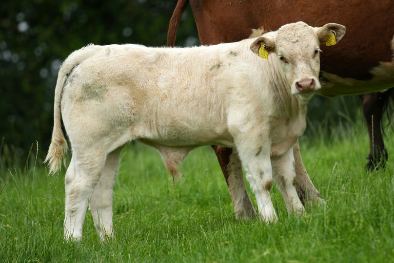 Kilvilcorris Tim sired bull calf