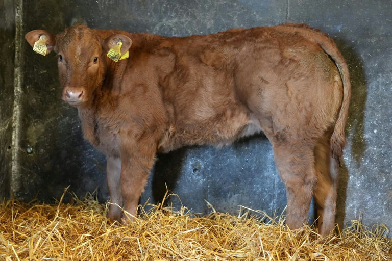 Drumline S 1185 sired heifer calf