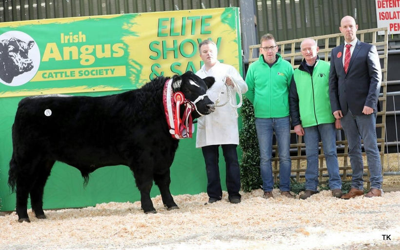 Drumcrow Tribesman Son- Senior Male Champion at Irish Angus Elite Sale 2025