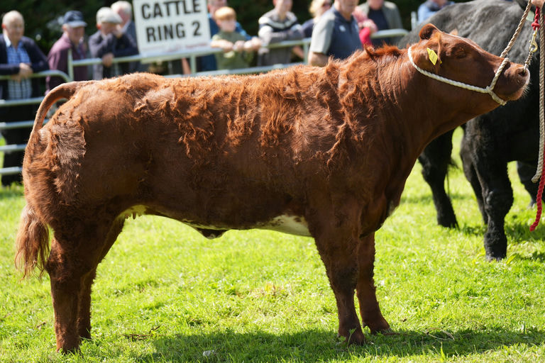 Red Lions sired heifer