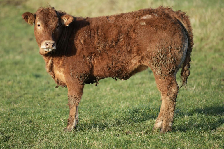 Birchpark Rufus sired heifer weanling