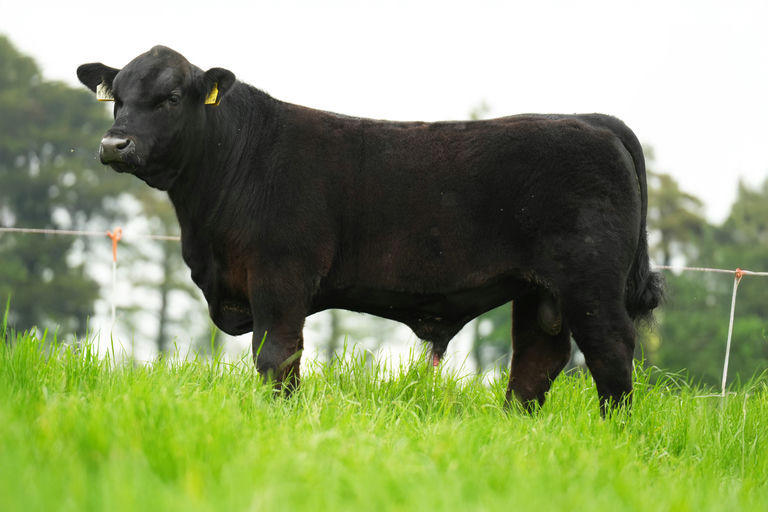Blackpark Black Arsenal A872 AA2703