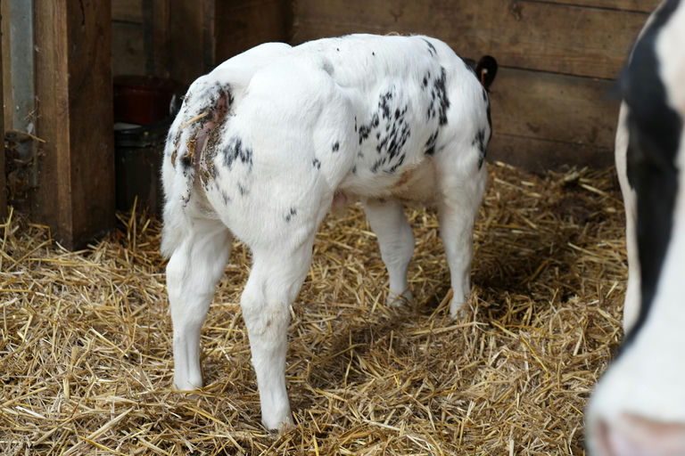 JUPITER DE MARTINPRE Picture 5