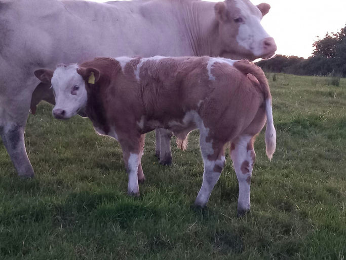 BROOKLANDS MARCO Picture 4