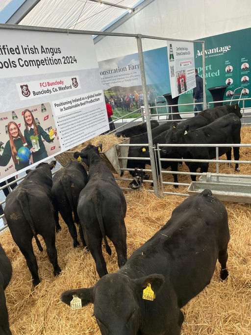 Drumcrow Tribesman dairy beef calves at the Ploughing Championships 2024