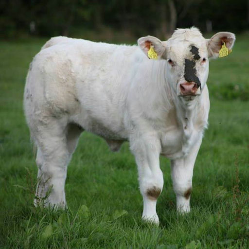 Inverlochy Ferdie sired heifer calf