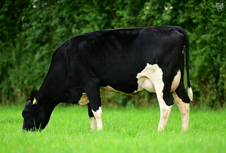 FR9807 Straboe Enhancer