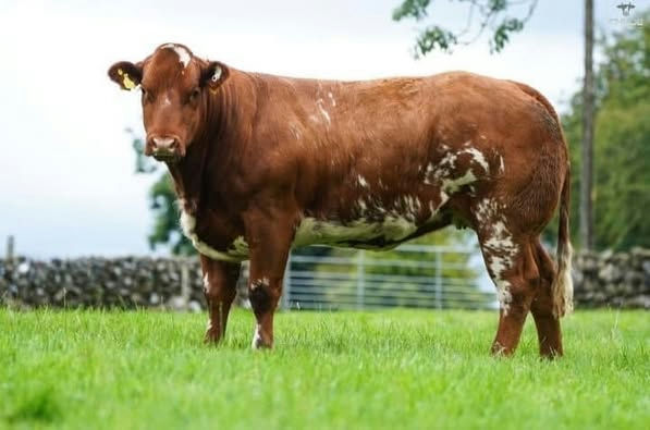 Minois sired heifer