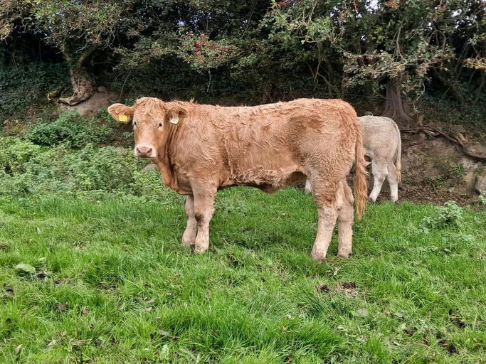 Tullyvillage Shane sired heifer weanling