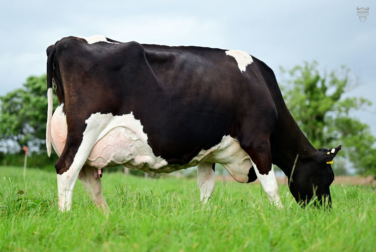 Granure Genny 1219 - Dam