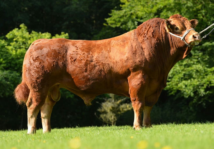 Brooklands F0959 (KJB)