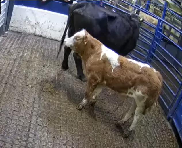 Tullyvillage Shane sired bull calf