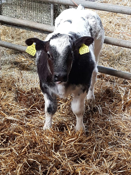James Bond sired heifer calf
