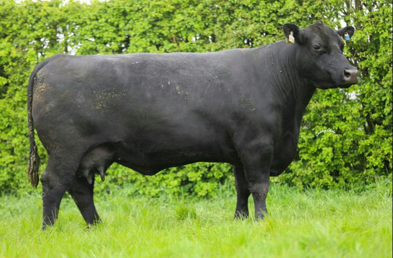 Fellfort Robyn 1351 - Dam of Fellfort Robo (AA1943)