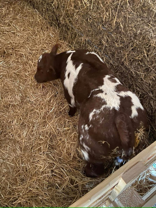 RED LIONS DE LA ROUGE CENSE Picture 4