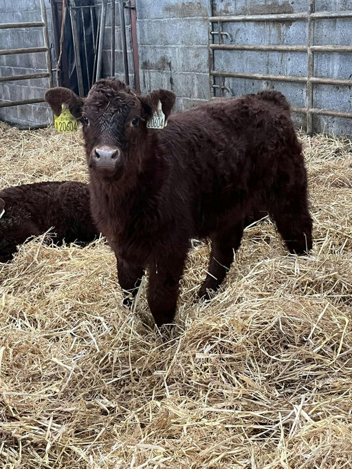 Montesiqeu sired calf