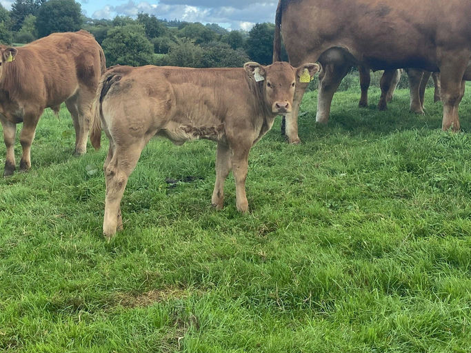 Birchpark Rufus sired heifer calf