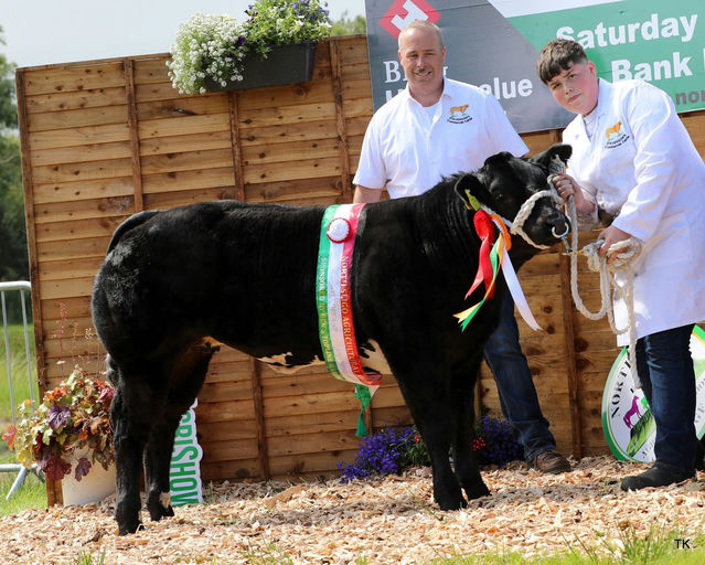 James Bond (BB4396) heifer calf - Overall Commercial Champion at Inishowen Show 2025