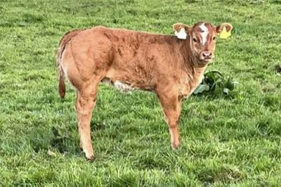 Birchpark Rufus sired heifer calf