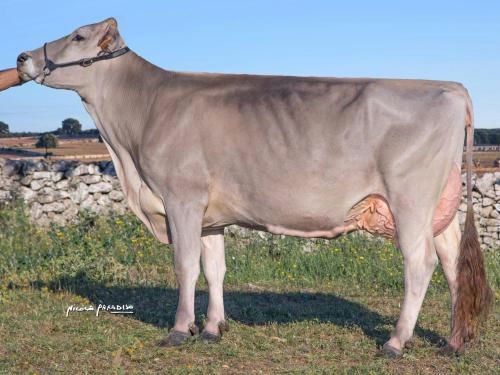 Superbrown Harvest (BS7569) daughter