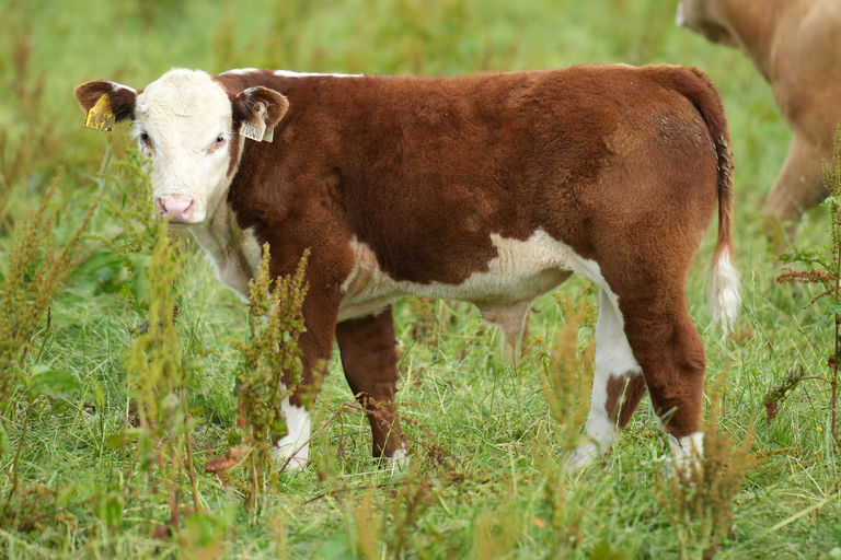 Ringfort 1 Carlos sired bull calf
