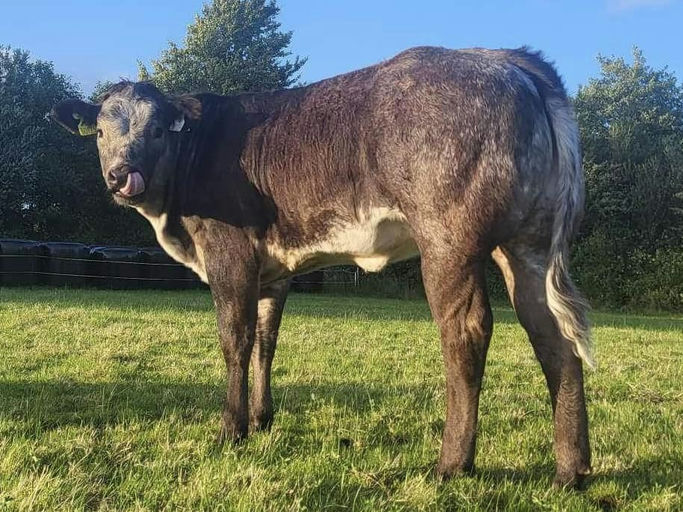 Brooklands Rowan sired heifer weanling
