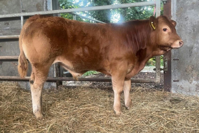 Salering sired bull calf