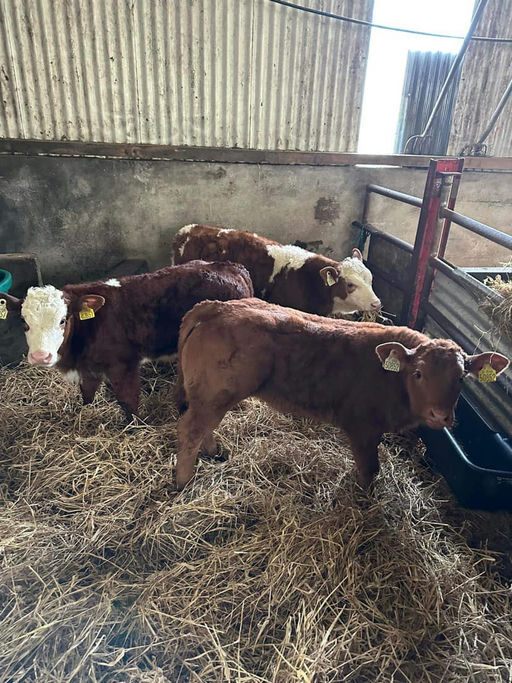 BROOKLANDS MARCO Picture 7