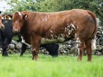 Minois sired heifer