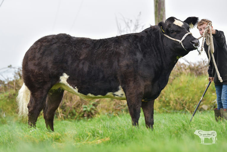 Joskins sired heifer - sold for €7,000 at Manorhamilton mart