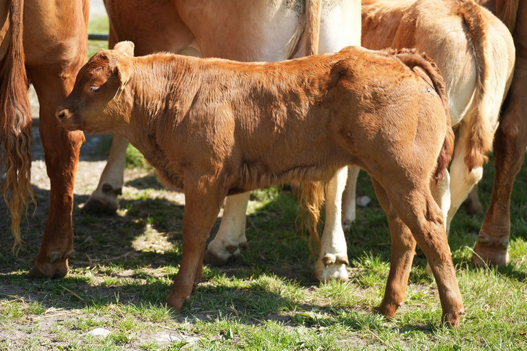 Brooklands Rowan sired bull calf