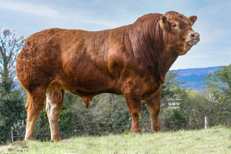 EWDENVALE IVOR Picture 6