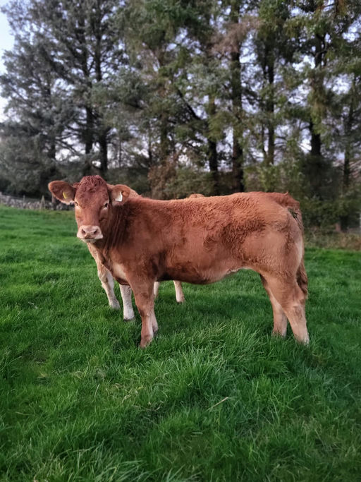 Birchpark Rufus sired heifer weanling