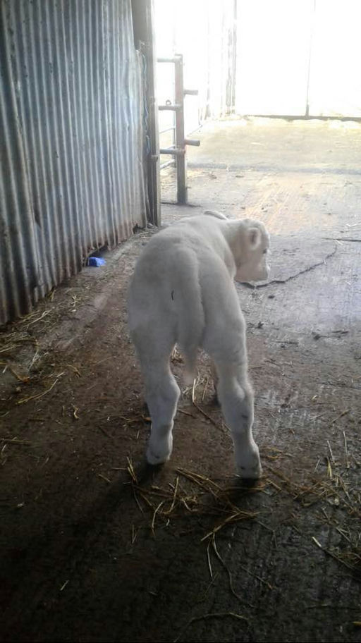 Pottlereagh Mark (CH4160) sired bull calf
