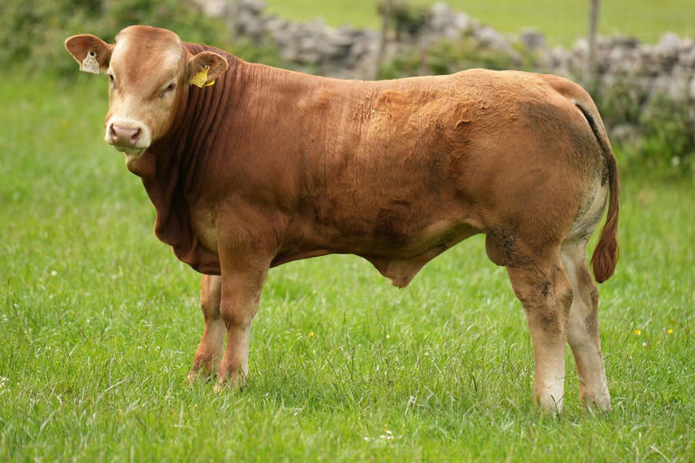 Sterling sired bull weanling