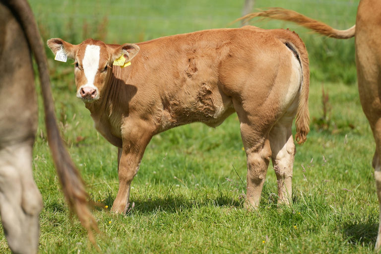 Birchpark Rufus sired heifer calf