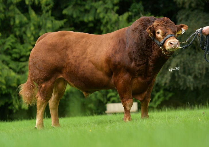 BROOKLANDS MARCO Picture 0