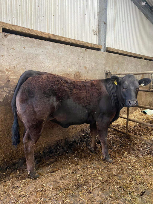 BROOKLANDS MARCO Picture 6