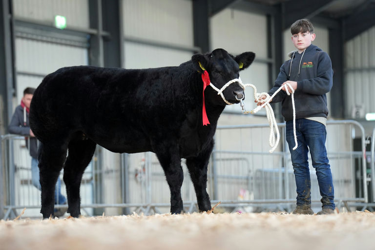 1st Prize Butchers Heifer at Carrick Winter Fair sired by James Bond & sold for €11,000