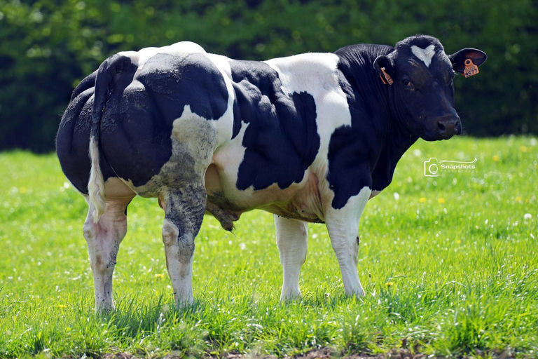 FIER DE LA HASSE Picture 0