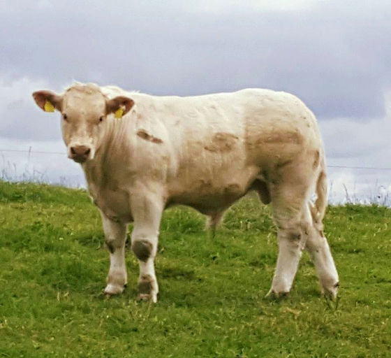 Inverlochy Ferdie sired bull calf