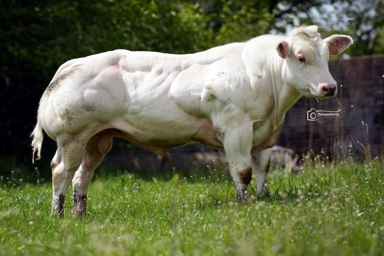 Special Du Grand Doyer (BB9792)