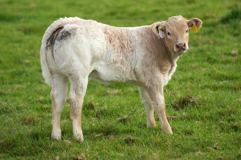 Cloonglasna11 Socks ET sired heifer calf