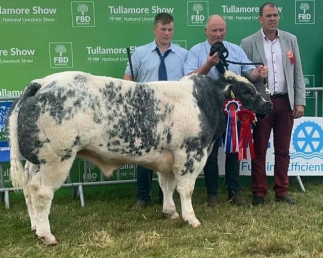Full Brother - Overall Male Champion Tullamore Show 2024