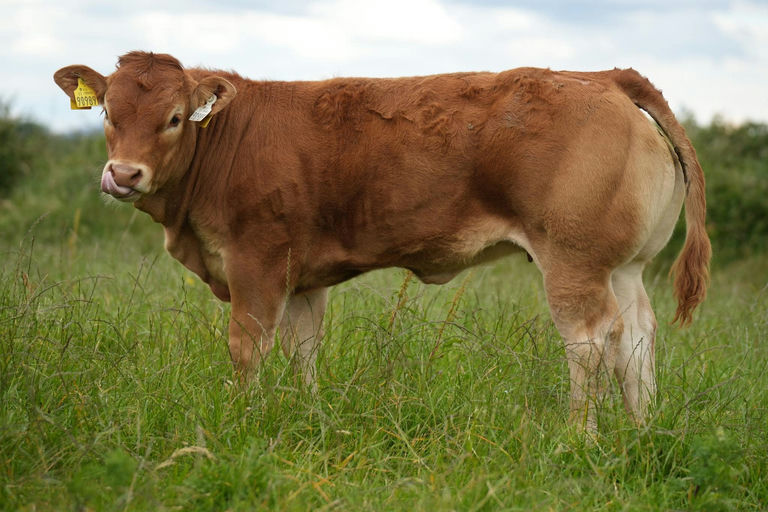 CLADDAGH MCCABE (ET) Picture 8