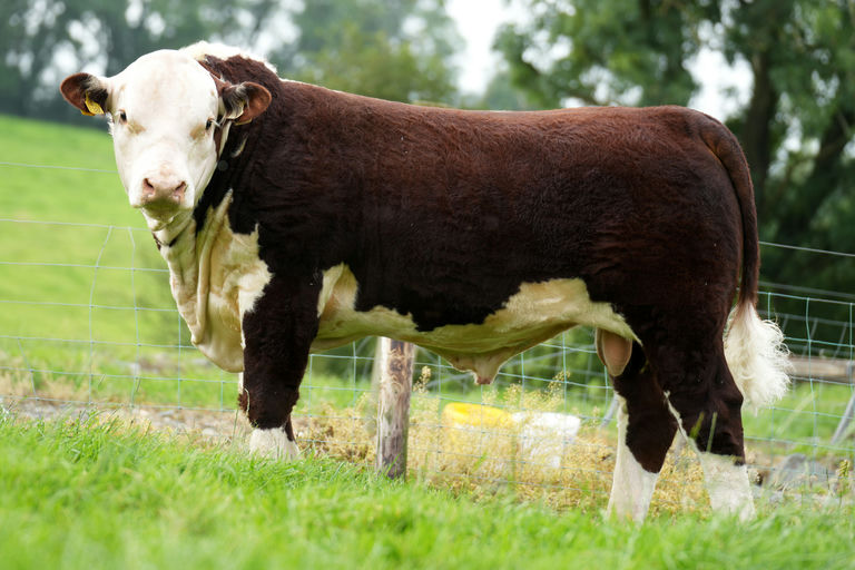 Corlismore Gustavo 286 PP (HE2747)