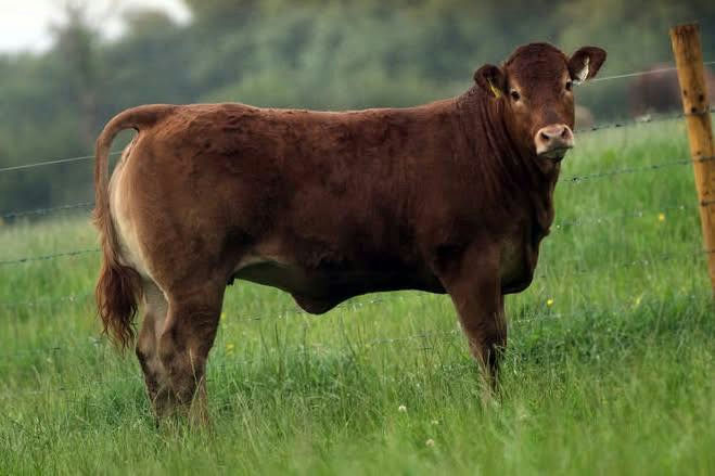 Sterling sired heifer calf