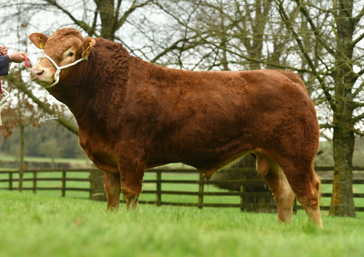 Townleyhall Rupert (LM7719)